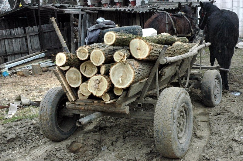  12 reţinuţi pentru tăieri  ilegale de arbori în județul Iași