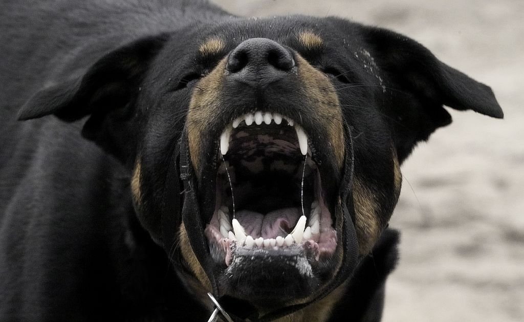  Sentinţă rară la Iaşi! Doctoriţă condamnată din cauza câinilor agresivi