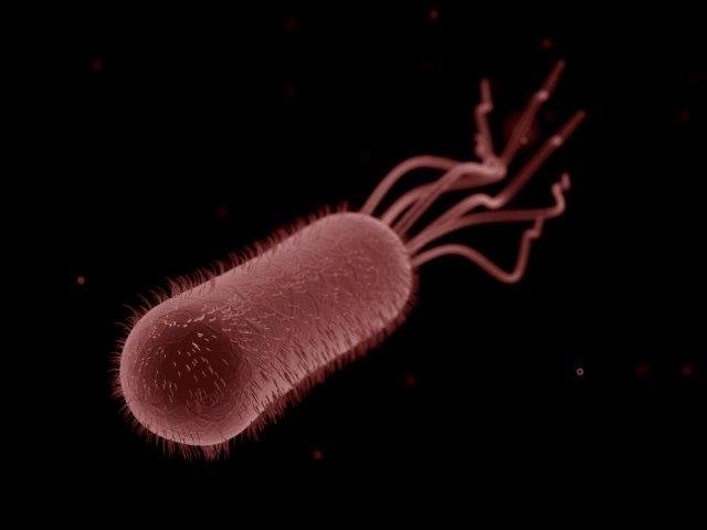  ATENȚIE la infecţia cu bacteria E.coli care face ravagii! TOT CE TREBUIE SĂ ȘTIȚI!