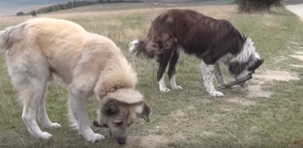  VIDEO: Americanii, fascinați de câinii de la stână din România care i-au înconjurat