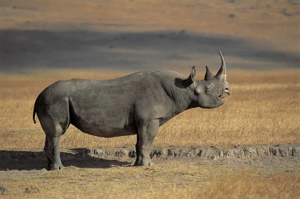 Rinocerul Negru din vestul Africii a fost declarat oficial dispărut