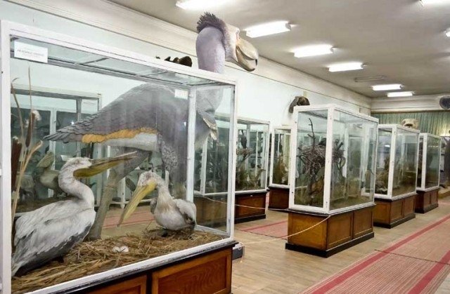  Exponate de la Muzeul de Istorie Naturală vor ajunge la Muzeul Municipal