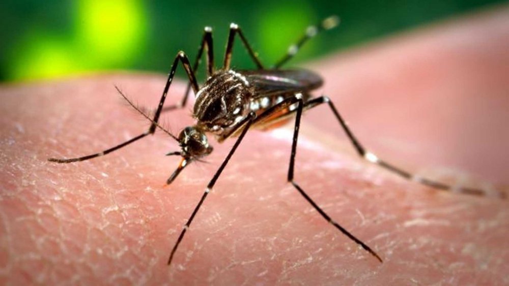  Primul deces provocat de virusul Zika, inregistrat in insula Martinica