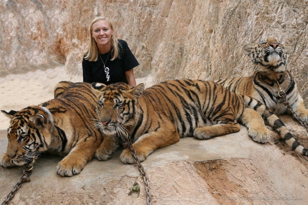  A început evacuarea felinelor din „templul tigrilor” din Thailanda