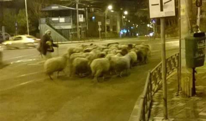  FOTO: Turmă de oi în centrul Iașului, la miezul nopții. Imagine de pe FB