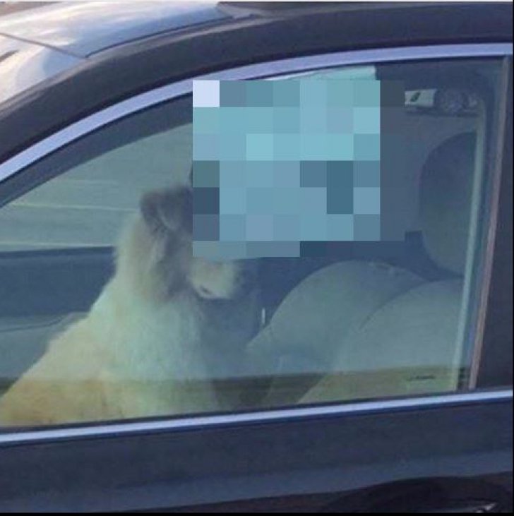  A încuiat câinele în mașină și a lăsat un bilet în geam care i-a ”liniștit” pe trecători