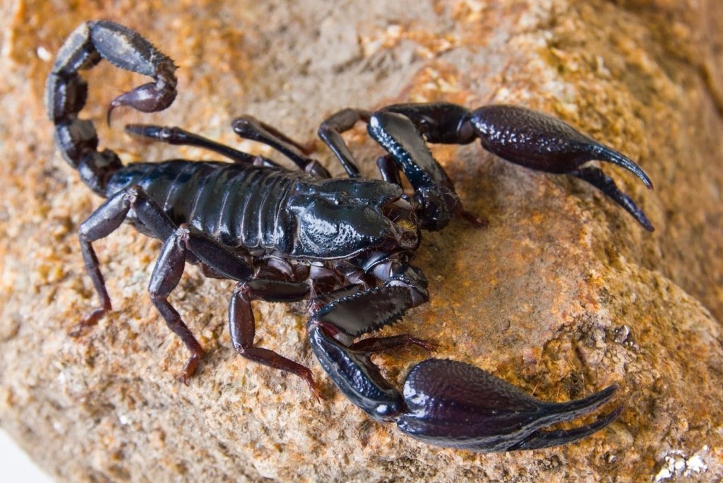  Cercetătorii de la „Cuza“ au descoperit, în premieră, habitatul scorpionului românesc