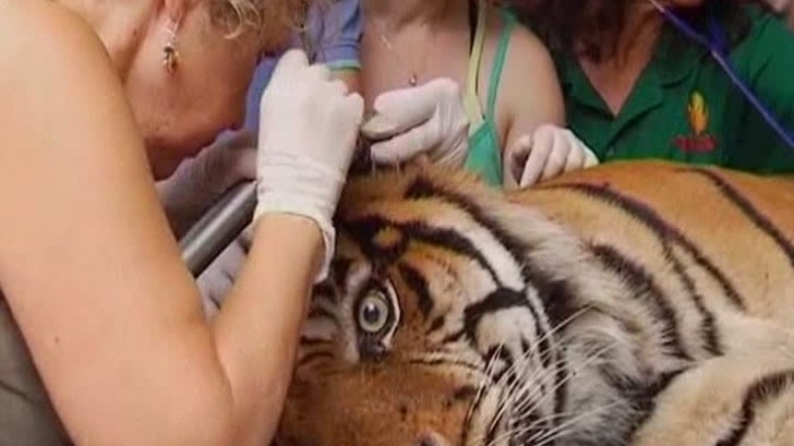  Acupunctură pentru un tigru de la o grădină zoologică din Israel
