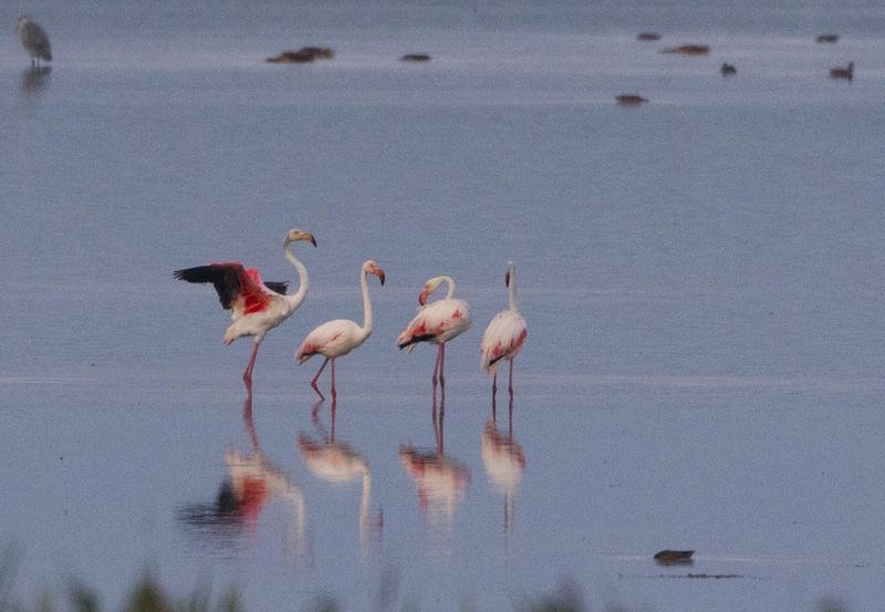  Eveniment rar in Romania: Patru pasari flamingo au fost observate recent in Tulcea