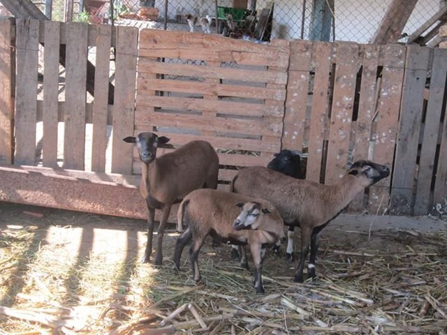  Oaspeti din Danemarca au vizitat ferma Liceului Agricol din Miroslava, imbogatita cu oi de Camerun