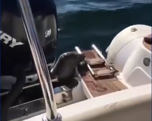  VIDEO: O focă atacată de balene orca se refugiază pe o şalupă plină cu oameni