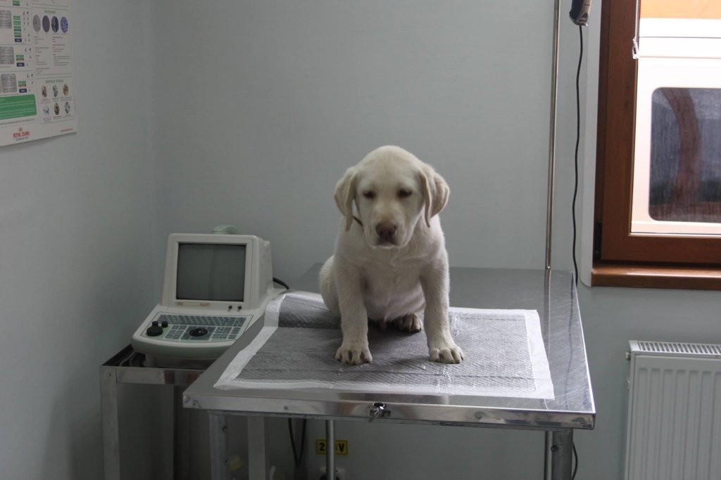  Colțul medicului veterinar: Examenele de laborator la animalele de companie