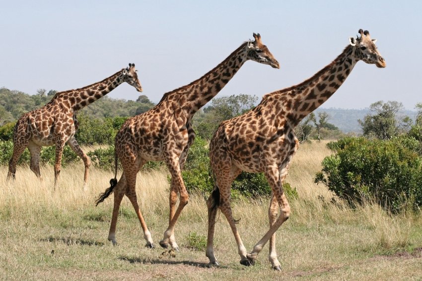  Pe Terra trăiesc patru specii de girafe, nu doar una singură (studiu genetic)