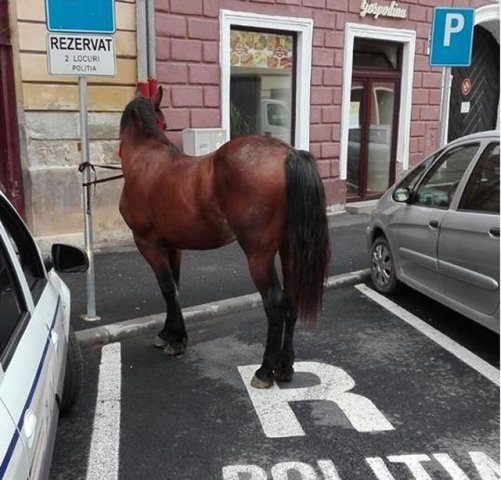  FOTOGRAFIA ZILEI: Cal „parcat” de polițiști la una dintre secțiile din Sibiu