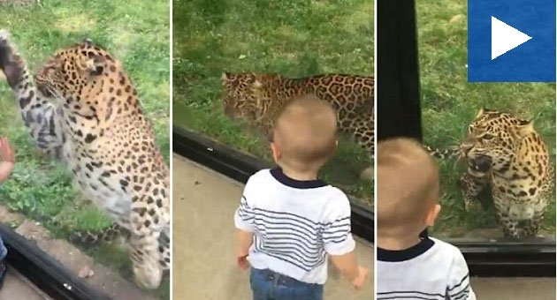  VIDEO: Reacția unui băiețel curajos la atacul unui leopard