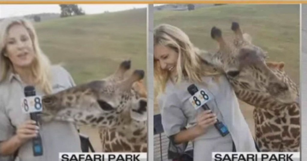  VIDEO VIRAL: O girafă a făcut senzație în timpul unei transmisiuni în direct