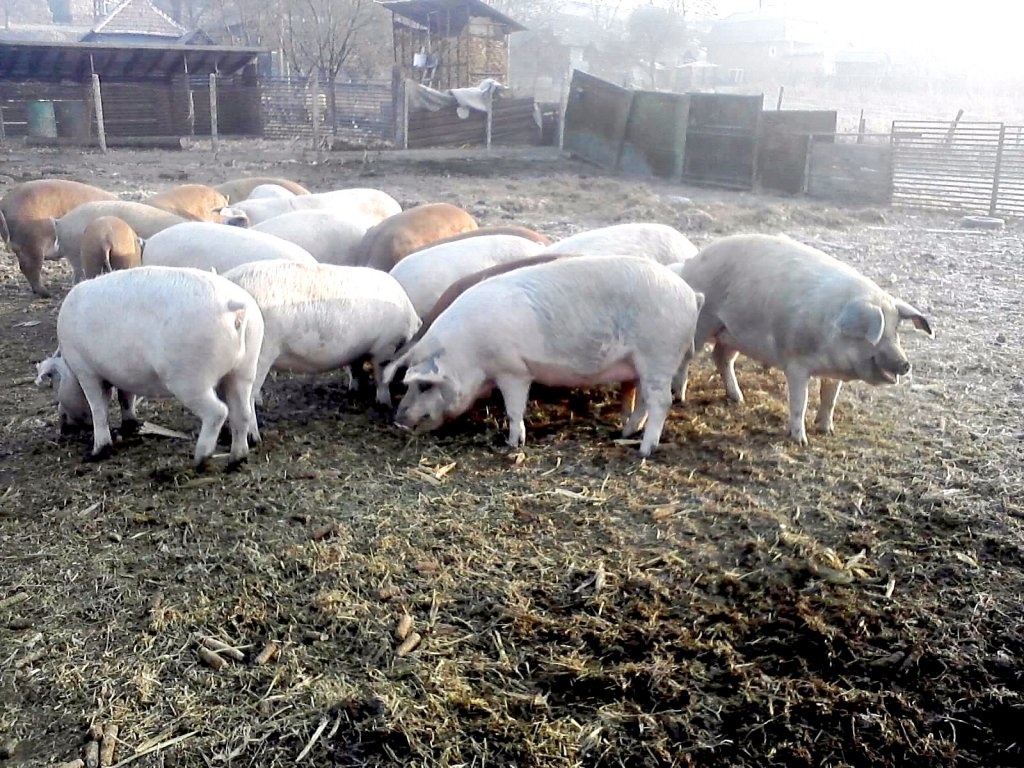  APIA eliberează adeverinţe pentru crescătorii de porci şi păsări