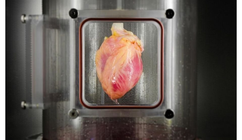  La un pas de realizarea unei inimi complet funcţionale în laborator