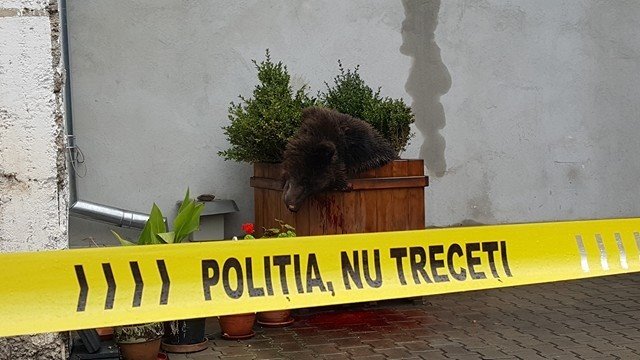  ÎNGROZITOR! Un șef de Poliție cerea ca puiul de urs din Sibiu să fie călcat cu mașina