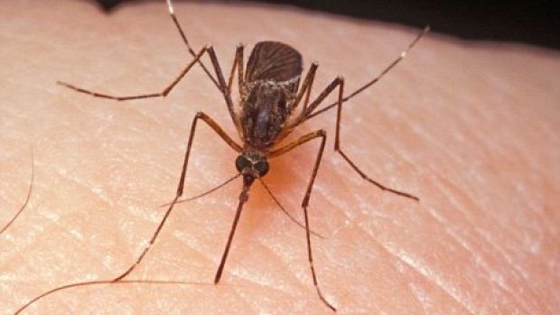  Bărbat ieşean ucis de ţânţari. Atenţie la acest virus: cele mai multe cazuri sunt asimptomatice