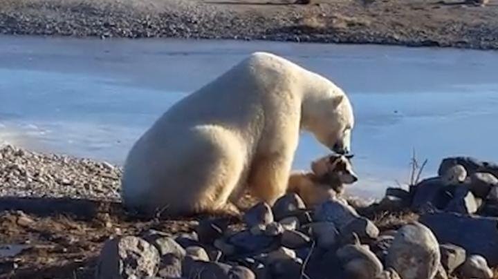  VIDEO: Gest de tandrețe în ger cu un urs polar și un câine
