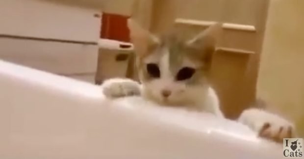  VIDEO: O pisică, virală pe net după ce a încercat să-și salveze stăpâna de la înec