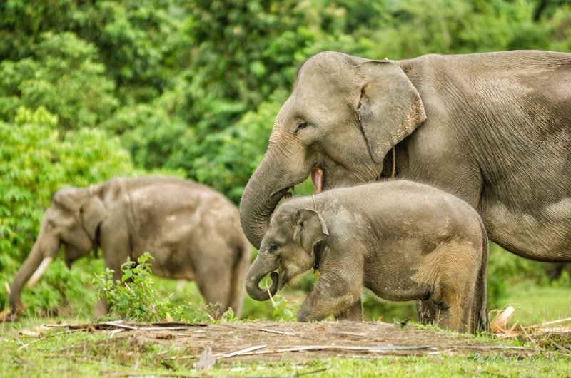  Din ce în ce mai mulți elefanți se nasc fără colți din cauza braconajului