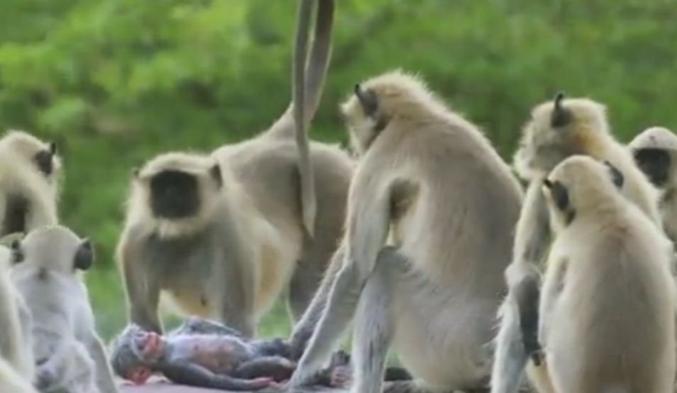  VIDEO: Experiment inedit în lumea animalelor: O familie de maimuţe plânge moartea unui robot după ce îl confundă cu unul dintre pui