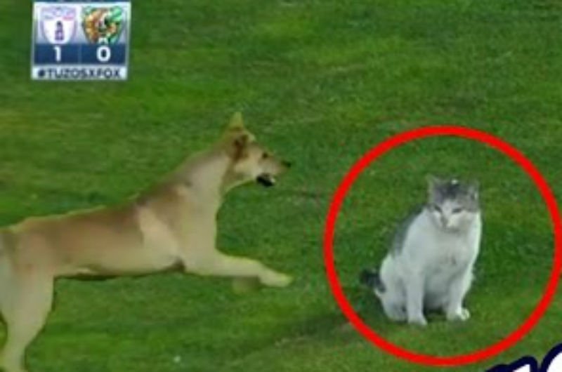  VIDEO: Un meci, întrerupt de două ori de un câine jucăuș și o pisică