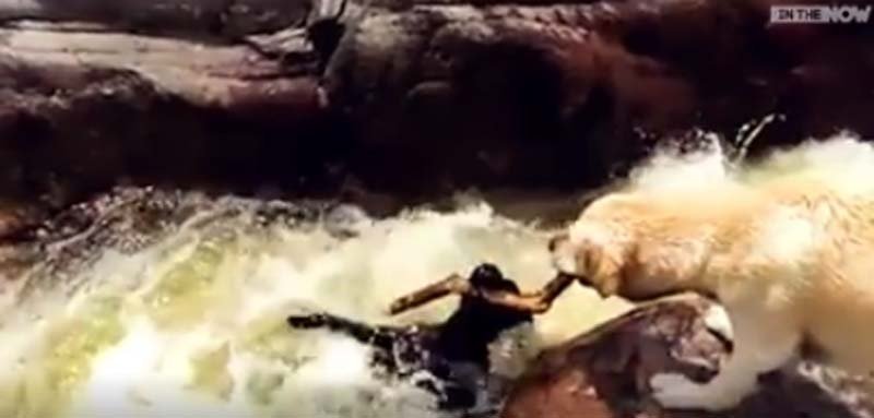  VIDEO: Un câine îl salvează pe un altul de la înec și a devenit viral pe rețelele de socializare