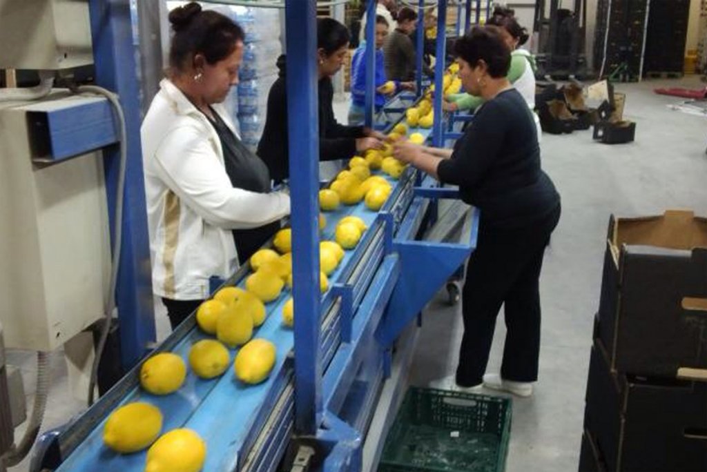  200 locuri de muncă vacante pentru ambalat fructe şi verdeţuri în Spania