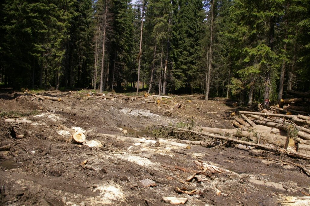  Jumătate din plângerile privind tăierile ilegale din păduri se confirmă