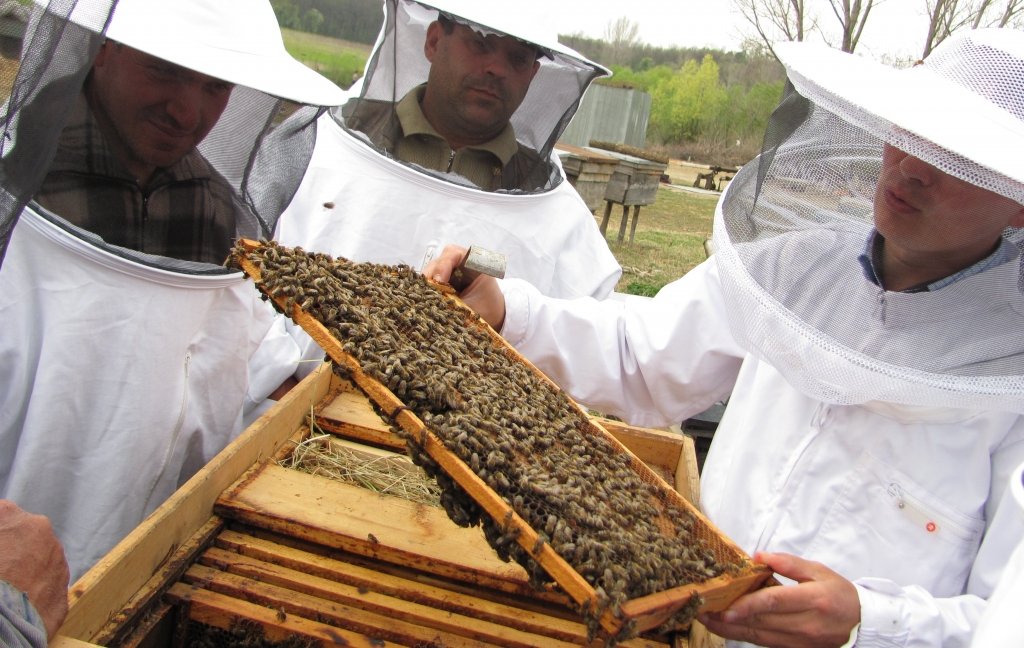  Veşti proaste pentru apicultori. Anunțul făcut de ministrul Agriculturii