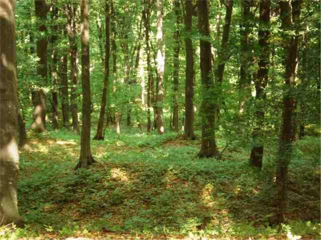  Inventar al pădurilor ce aparţin Iaşului: care e cea mai mare şi care e cea mai mică?