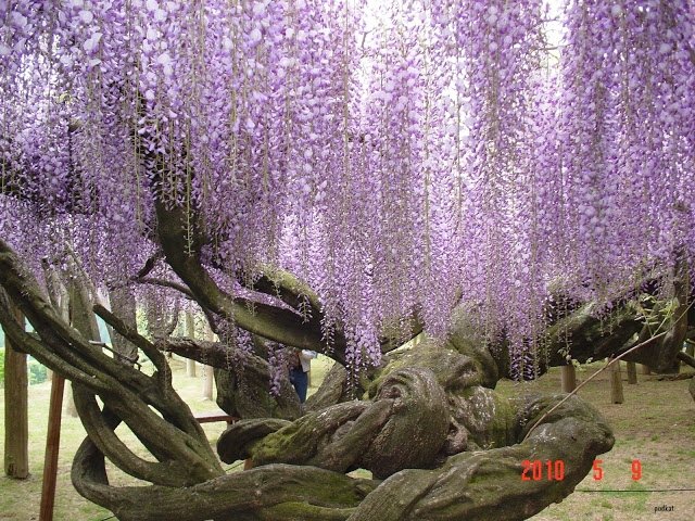 2420_55_galerie_7Kawachi-Fuji-Garden