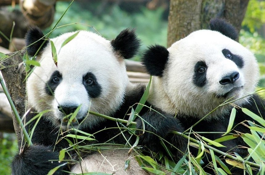  Doi urşi panda-uriaş din China, primiţi cu entuziasm în Olanda. Au mers cu avionul