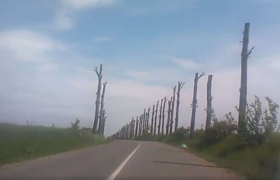  VIDEO: Copaci „toaletați” în comuna Miroslava. Imagini care stârnesc revolta
