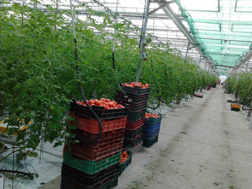  Peste 100 de agricultori ieşeni au accesat programul pentru tomate