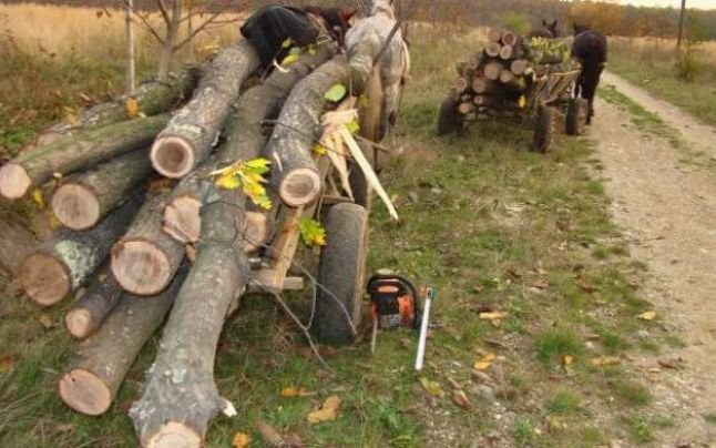  Patru ţigani care furau lemne au călcat în picioare un pădurar