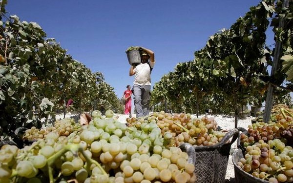  Fermierii pot face sugestii cu privire la carnetul de viticultor