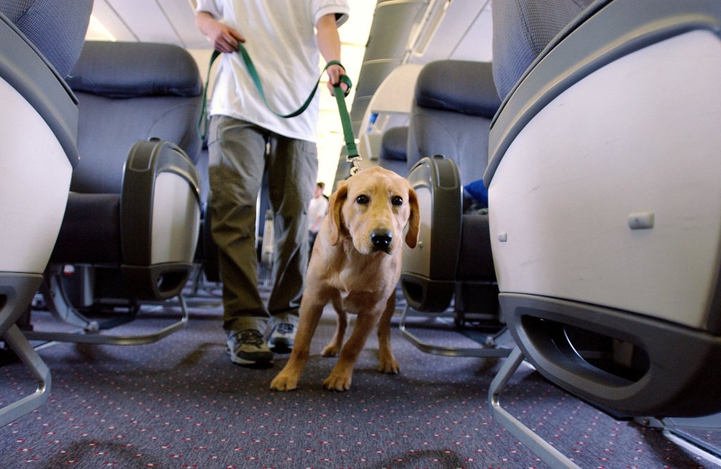  REGULI pentru a putea călători în avion împreună cu animalele