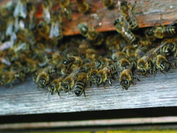  TRAGEDIE în Movileni: un apicultor, ucis de sute de albine. Fratele său, în stare critică