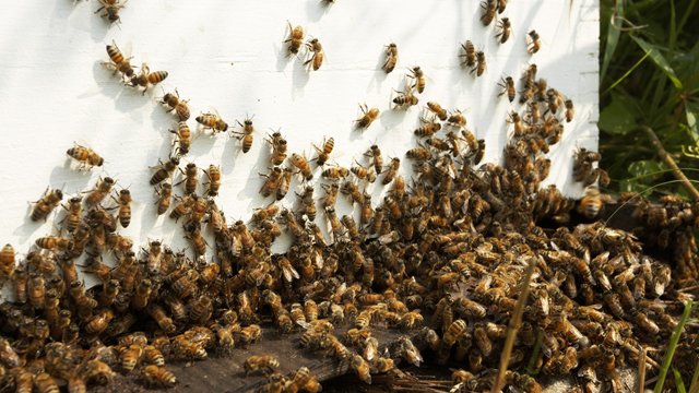  Autorităţile dorm în papuci: albinele ucigaşe au făcut noi victime exact în acelaşi loc
