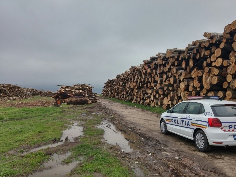  Percheziţii ale Poliției la Țibana pentru depistarea tăierilor ilegale de arbori