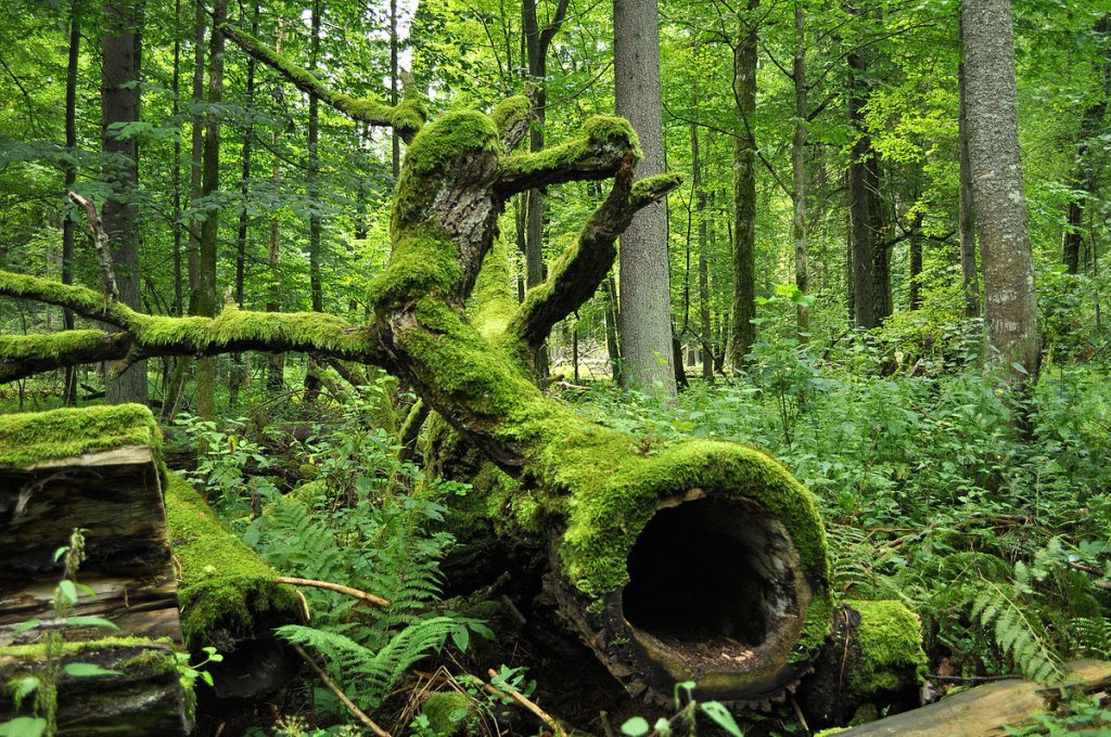  CJUE dispune ca Polonia să suspende tăierile de arbori în pădurea virgină Bialowieza