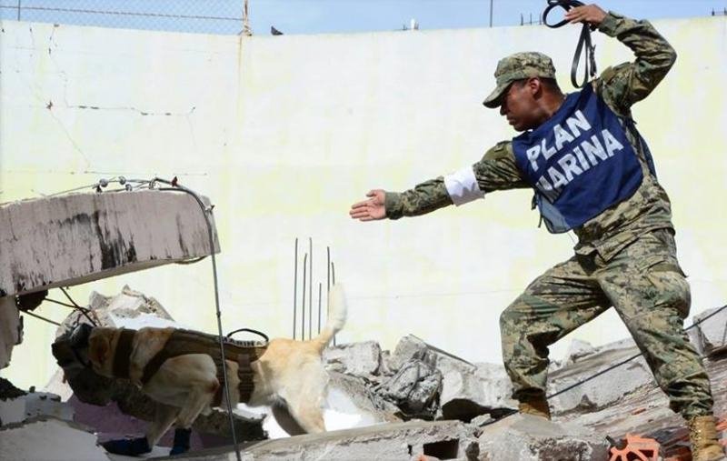  Labradorul care a salvat numeroase vieţi în Mexic, simbol al speranţei