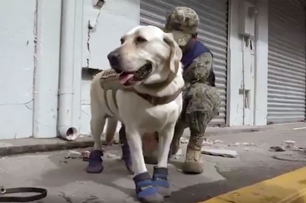  Labradorul care a salvat numeroase vieţi în Mexic, simbol al speranţei în operaţiunile de după cutremurul de marţi