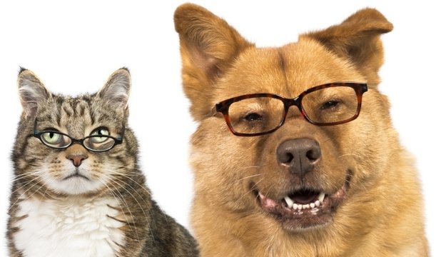  Lătratul câinilor şi mieunatul pisicilor ar putea fi interzise prin lege
