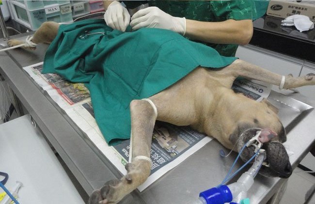  Sterilizarea / castrarea animalelor de companie