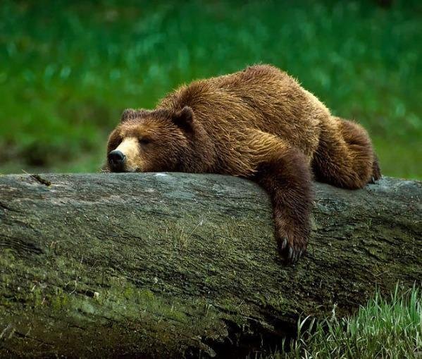  Anchetă după ce vânători străini au ucis un urs în România